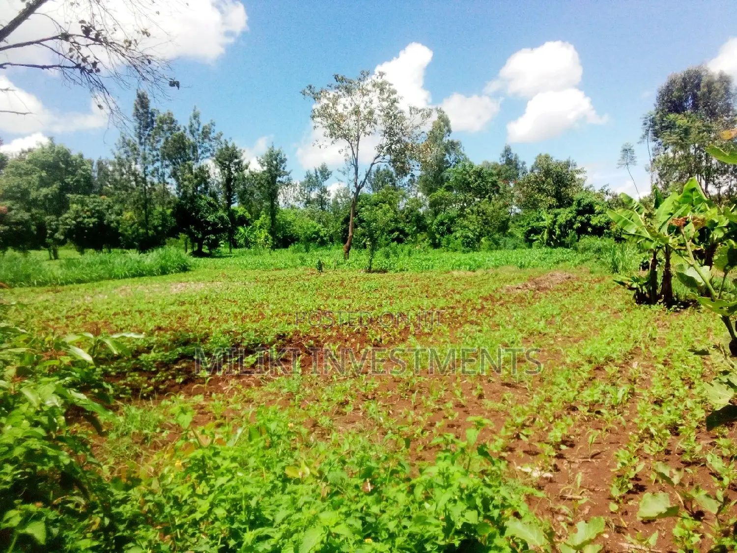 Invest in Kamahuha Real Estate - 1.5 Acre Land Available Now! in Mbiri