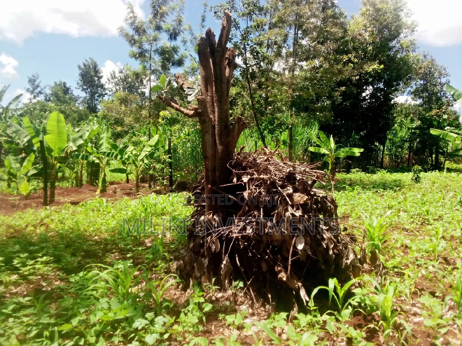 Invest in Kamahuha Real Estate - 1.5 Acre Land Available Now! in Mbiri