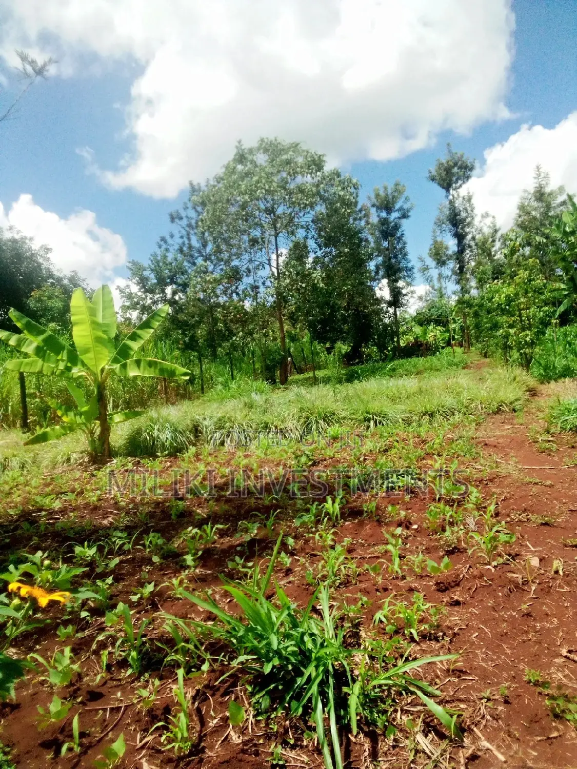 Invest in Kamahuha Real Estate - 1.5 Acre Land Available Now! in Mbiri