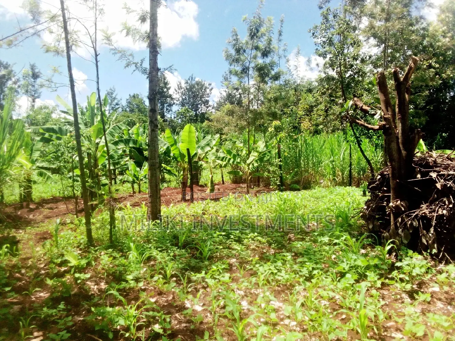 Invest in Kamahuha Real Estate - 1.5 Acre Land Available Now! in Mbiri