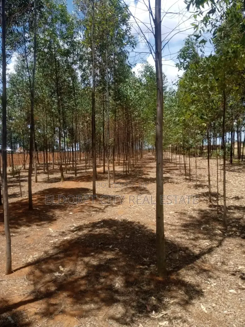 3.1-acre Soy Farm near Tarmac access - Title: Opportunity in Agricultural Investment in Elgon View