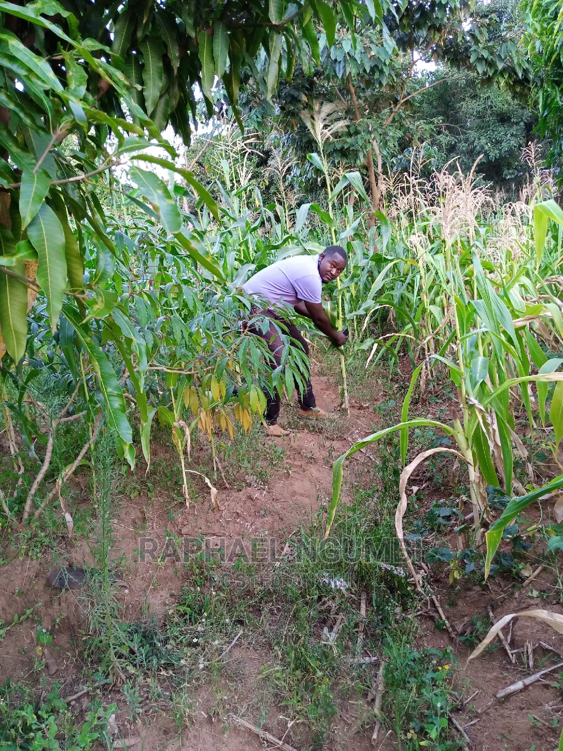 Katoloni Land Plot: A Smart Investment Opportunity in a Prime Location in Machakos Town