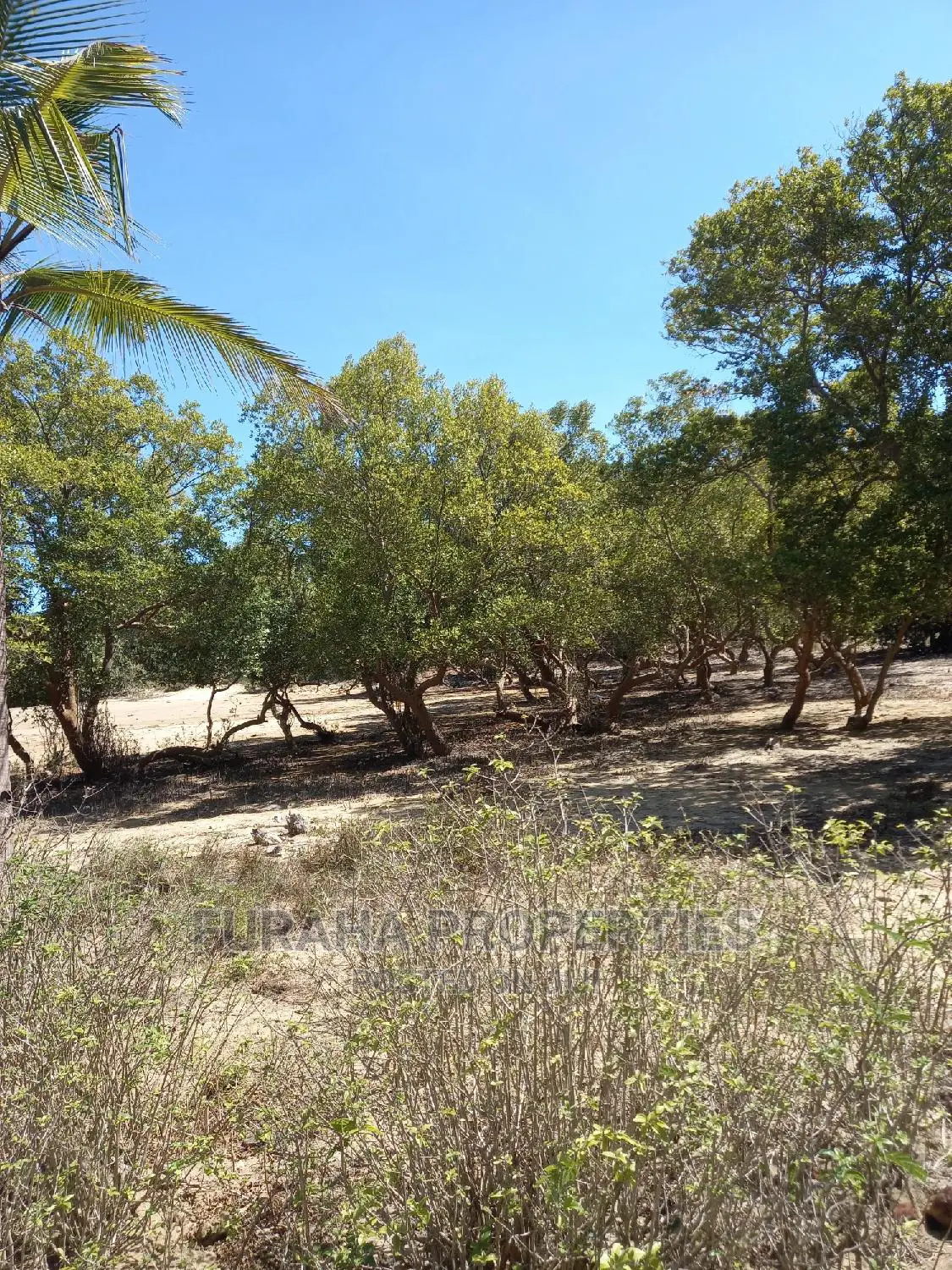 Quarter Acre Land by the Creek in Mtwapa - For Sale in Mtwapa