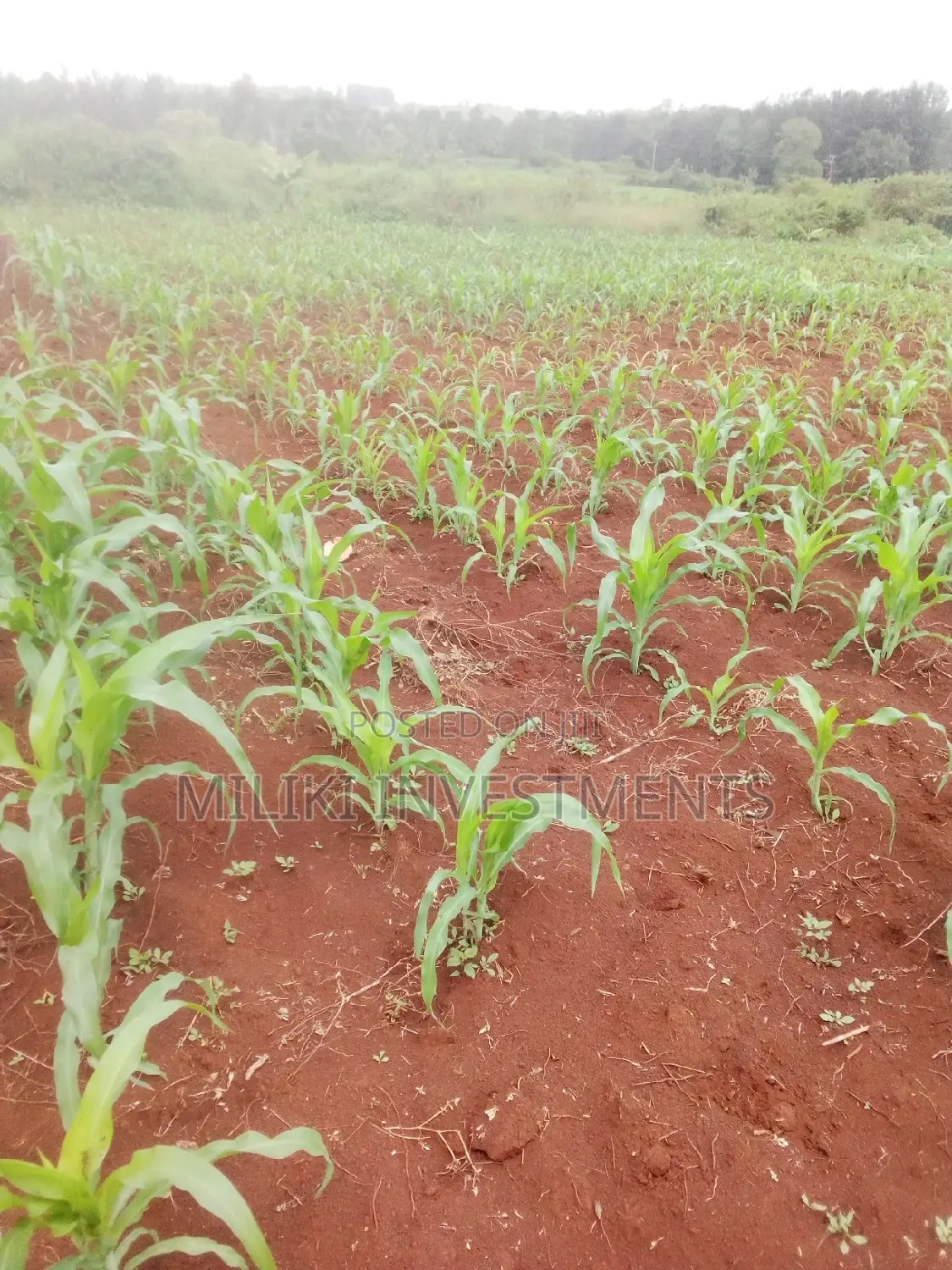 1 Acre Land in Mbombo, Maragua - Ideal for Agriculture or Real Estate Development in Mbiri
