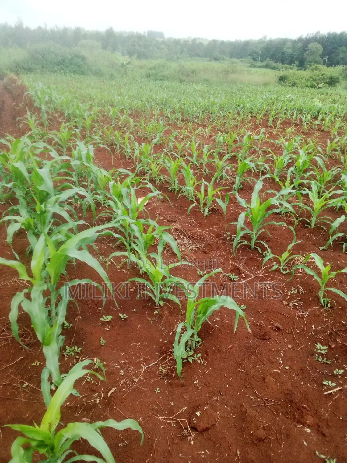 1 Acre Land in Mbombo, Maragua - Ideal for Agriculture or Real Estate Development in Mbiri