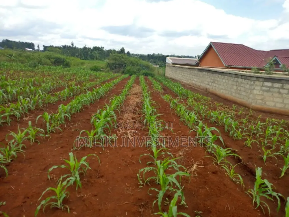 1/4-Acre Land Investment Opportunity in Mbombo, Maragua in Mbiri