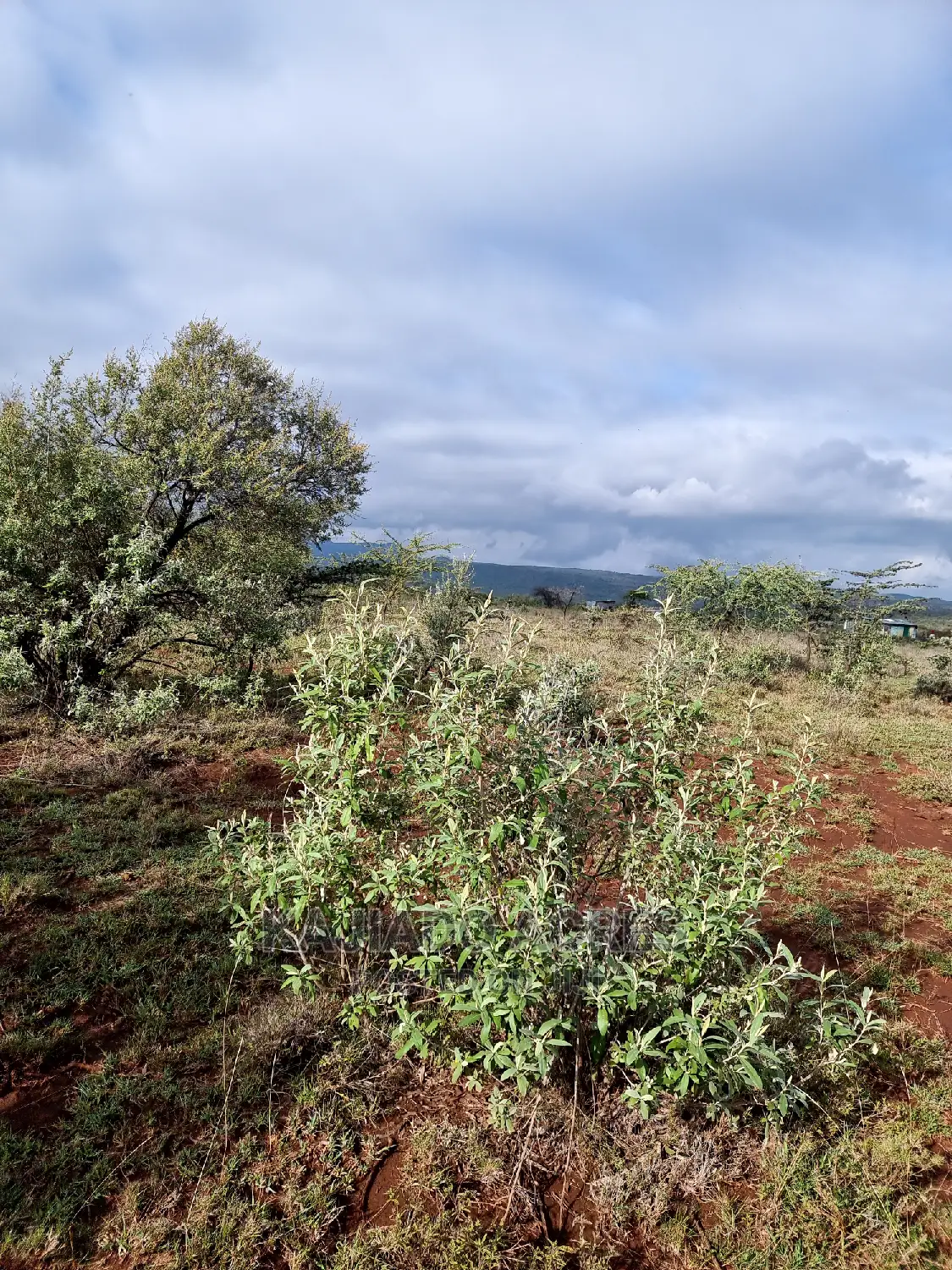 23 Acres of Saikeri Land - Perfect for Agriculture or Development in Ngong