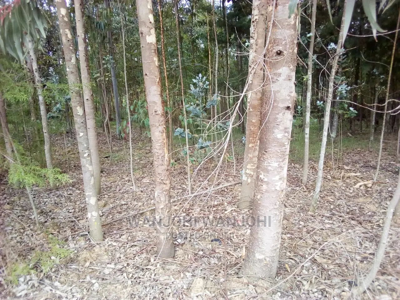 Forested Plot - Quick Sale, Ideal for Nature Enthusiasts in Weru
