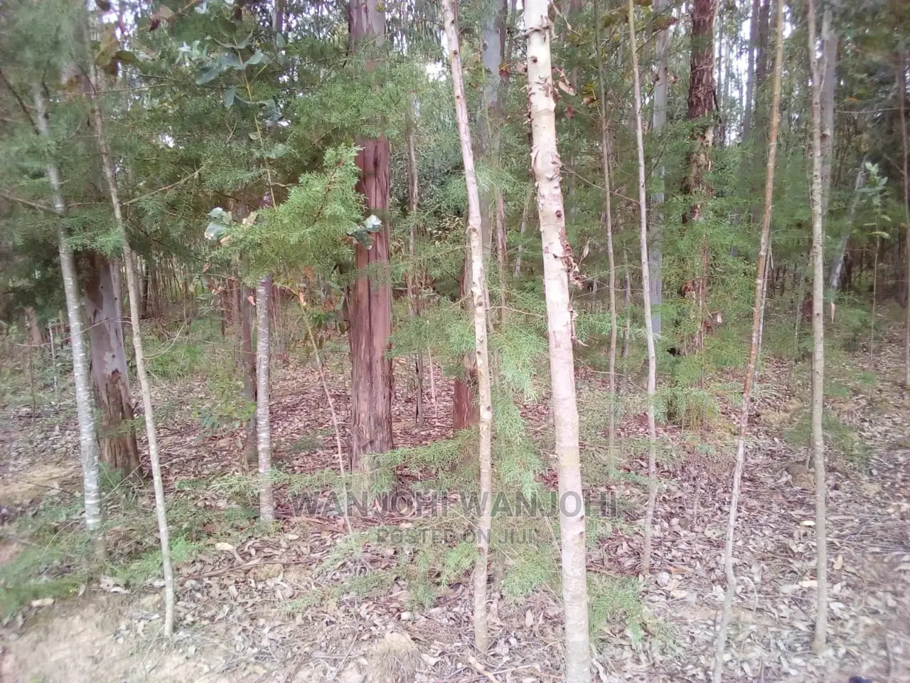 Forested Plot - Quick Sale, Ideal for Nature Enthusiasts in Weru