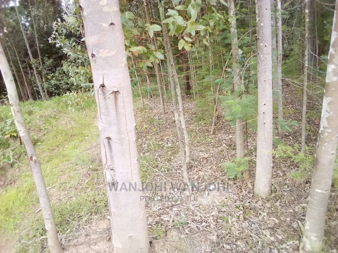Forested Plot - Quick Sale, Ideal for Nature Enthusiasts in Weru