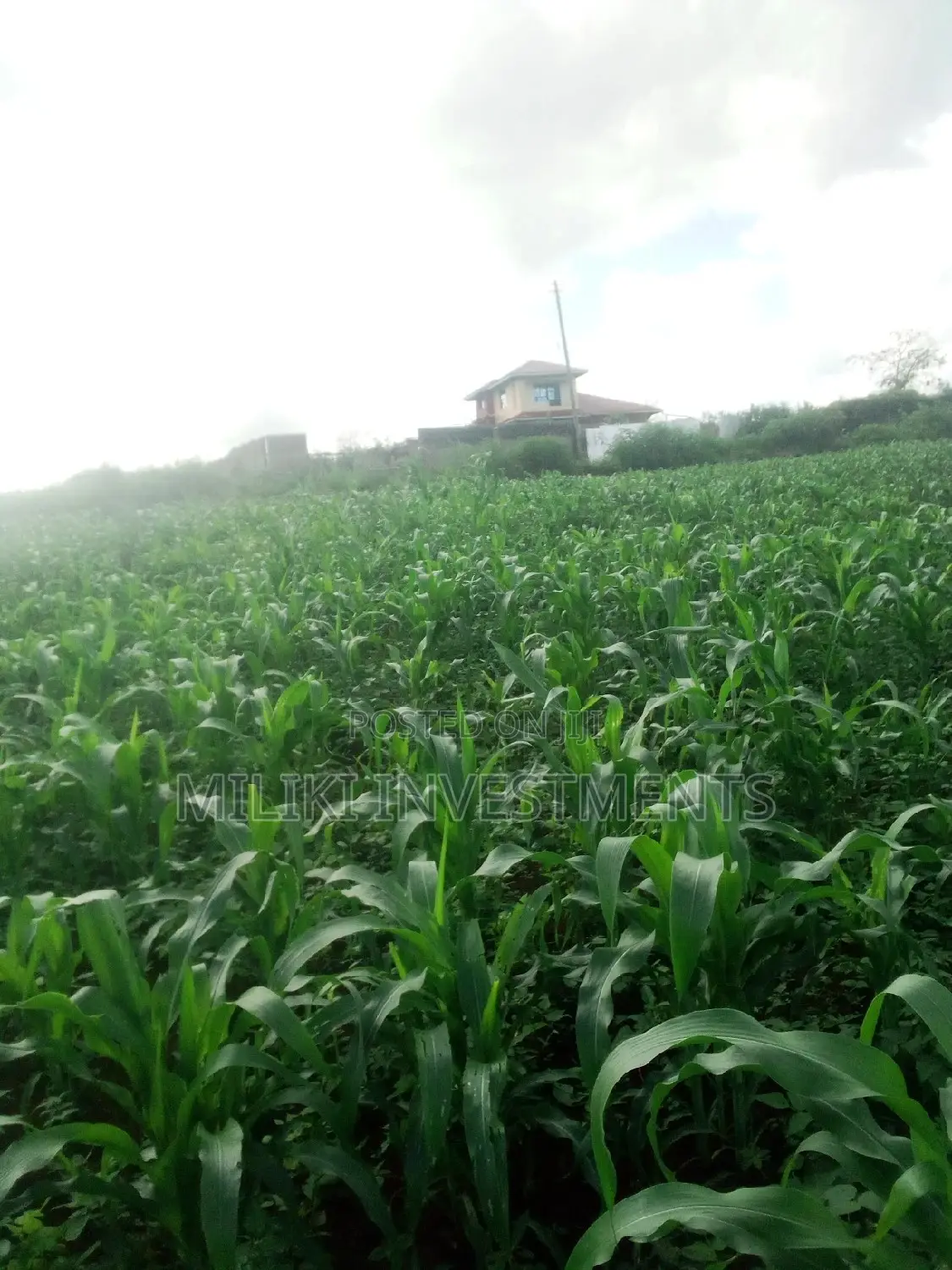 Buy 1 Acre in Kenol-Kimorori: Space for Your Dream Home in Kimorori/Wempa
