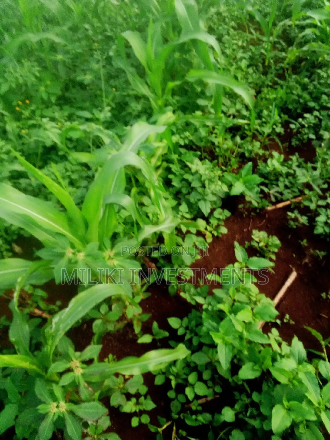 Buy 1 Acre in Kenol-Kimorori: Space for Your Dream Home in Kimorori/Wempa