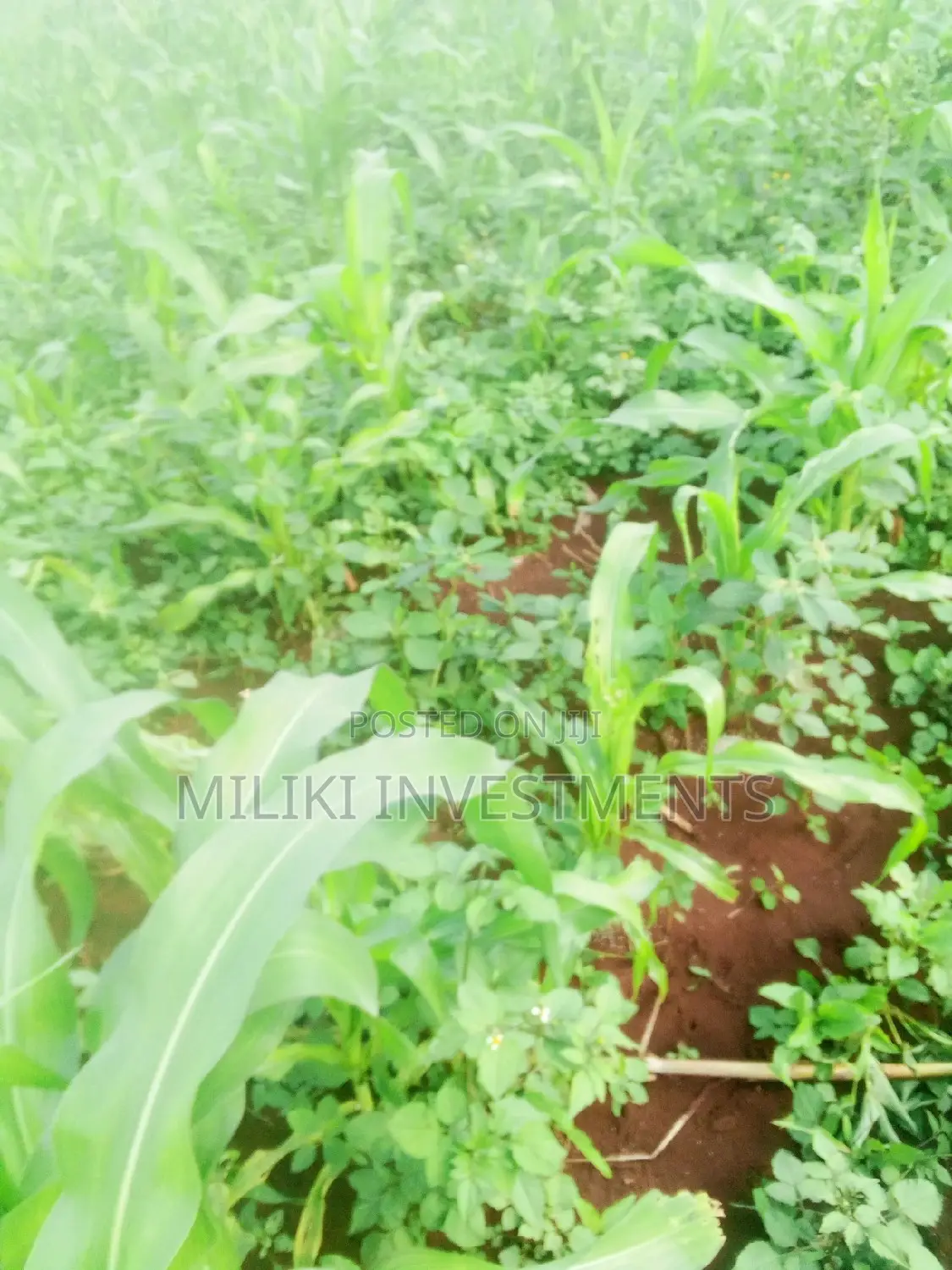 Buy 1 Acre in Kenol-Kimorori: Space for Your Dream Home in Kimorori/Wempa