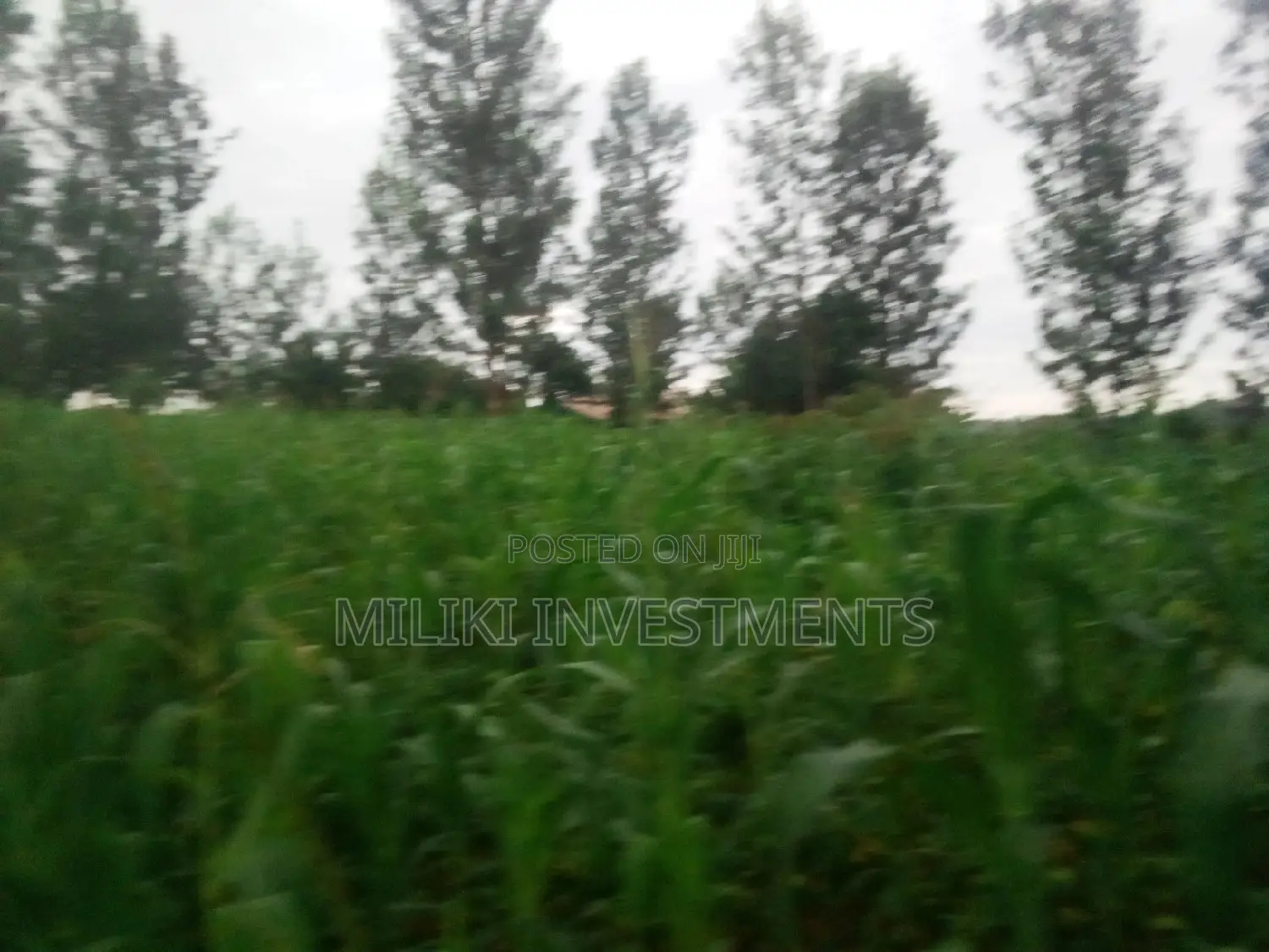 Half Acre Land Available in Kabati for Purchase in Kimorori/Wempa
