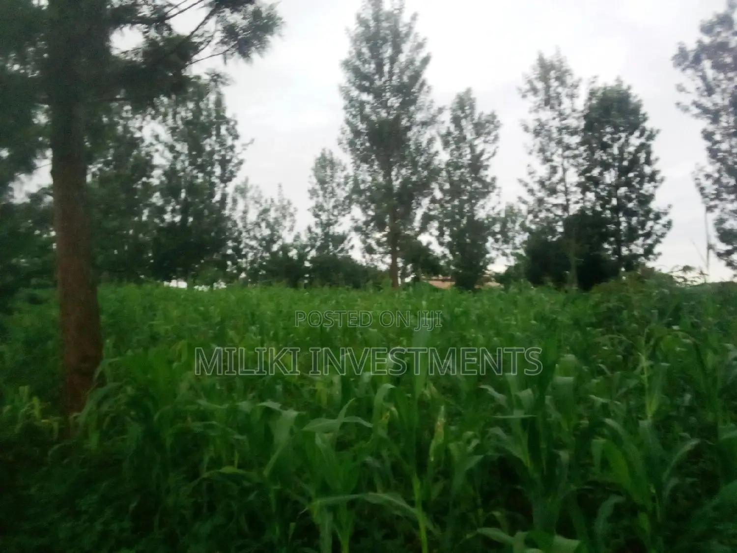 Half Acre Land Available in Kabati for Purchase in Kimorori/Wempa