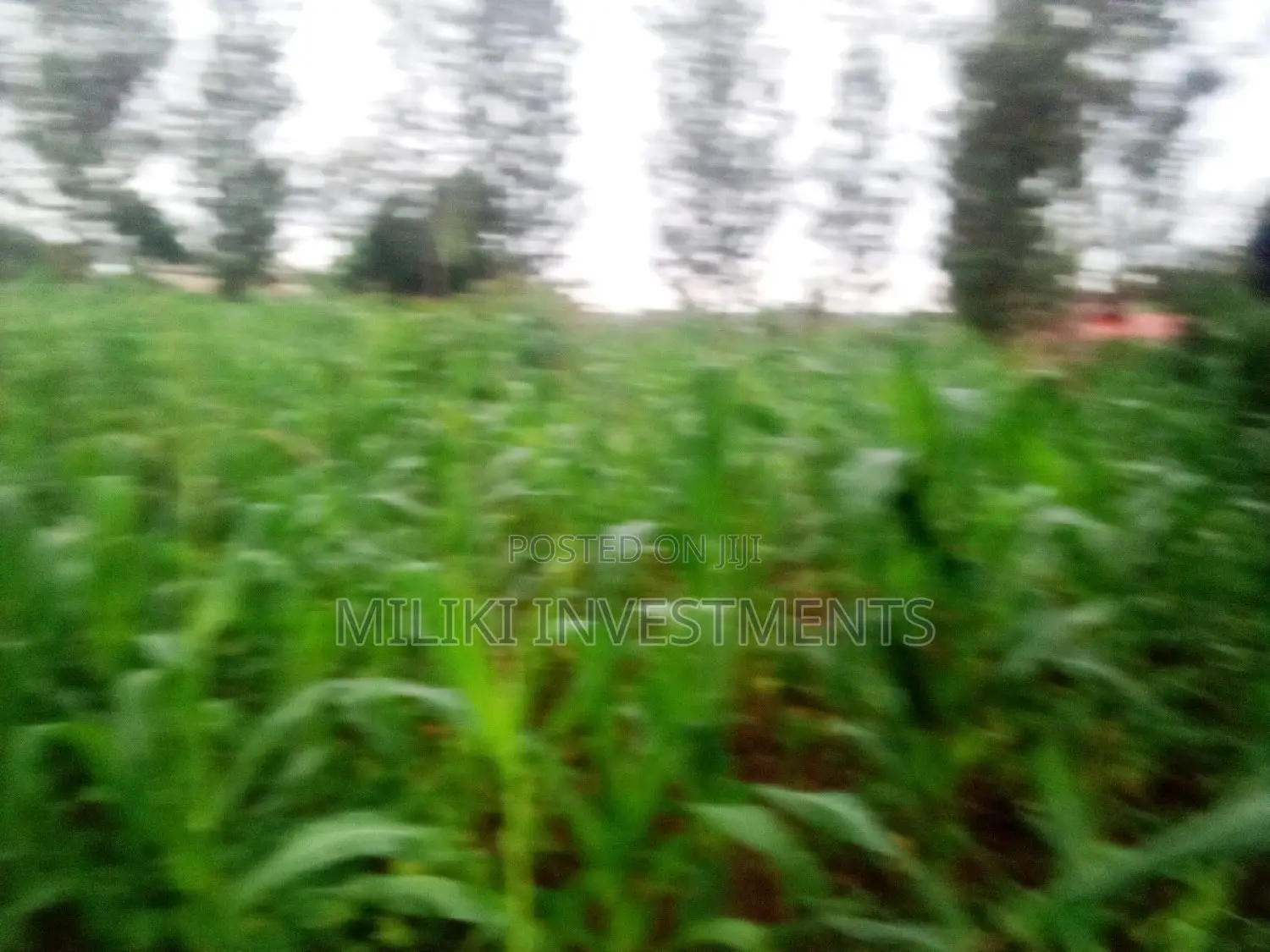 Half Acre Land Available in Kabati for Purchase in Kimorori/Wempa