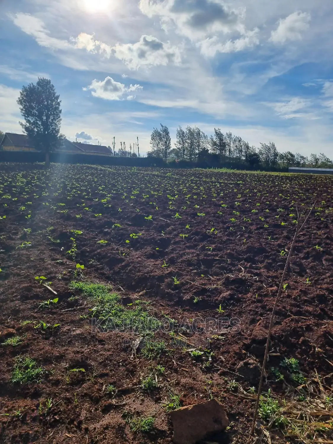 Sought-after 1/8 Acre Kibiko Land Listing at 2.5 Million in Ngong