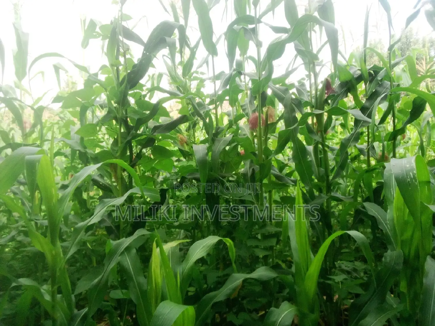Makuyu Real Estate: One Acre Available in Makuyu