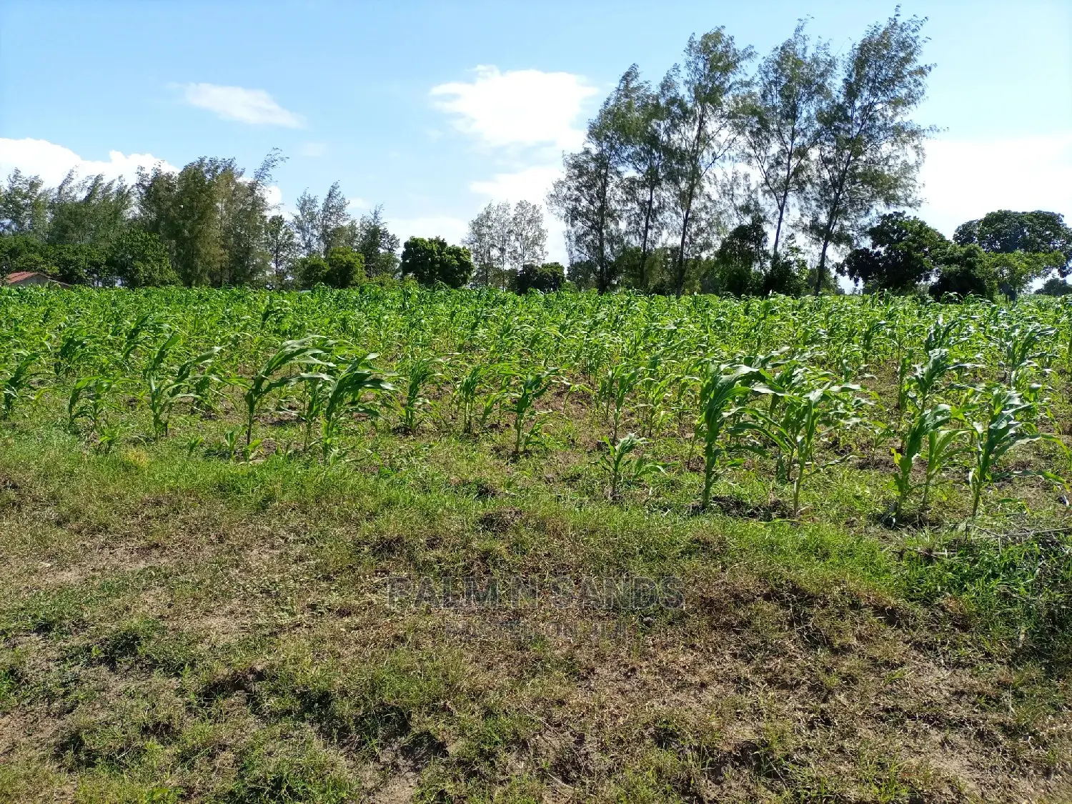 Agricultural Land: 25 Acres for Sale, Ideal for Crop Production in Kubo South