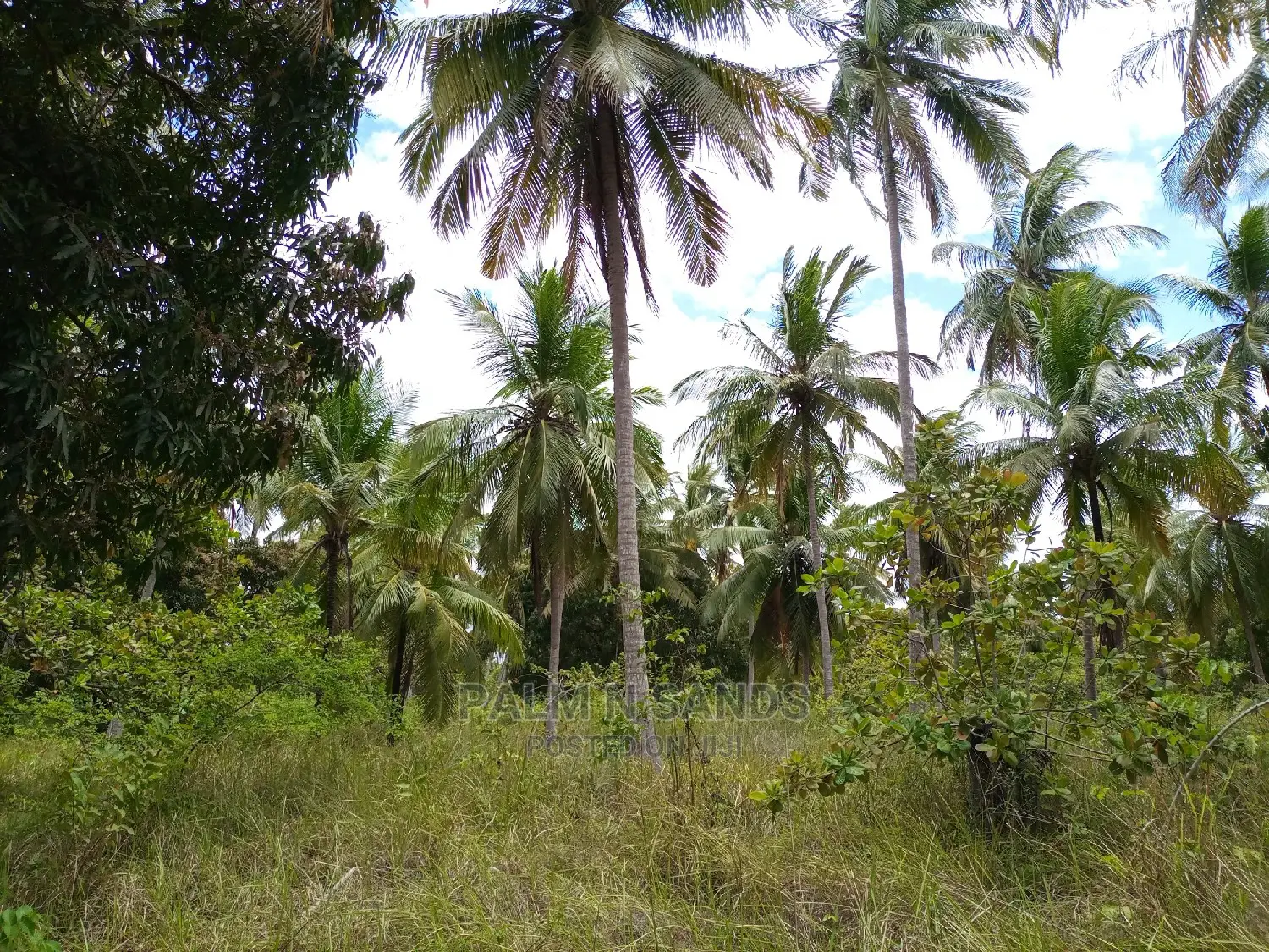 Agricultural Land: 25 Acres for Sale, Ideal for Crop Production in Kubo South