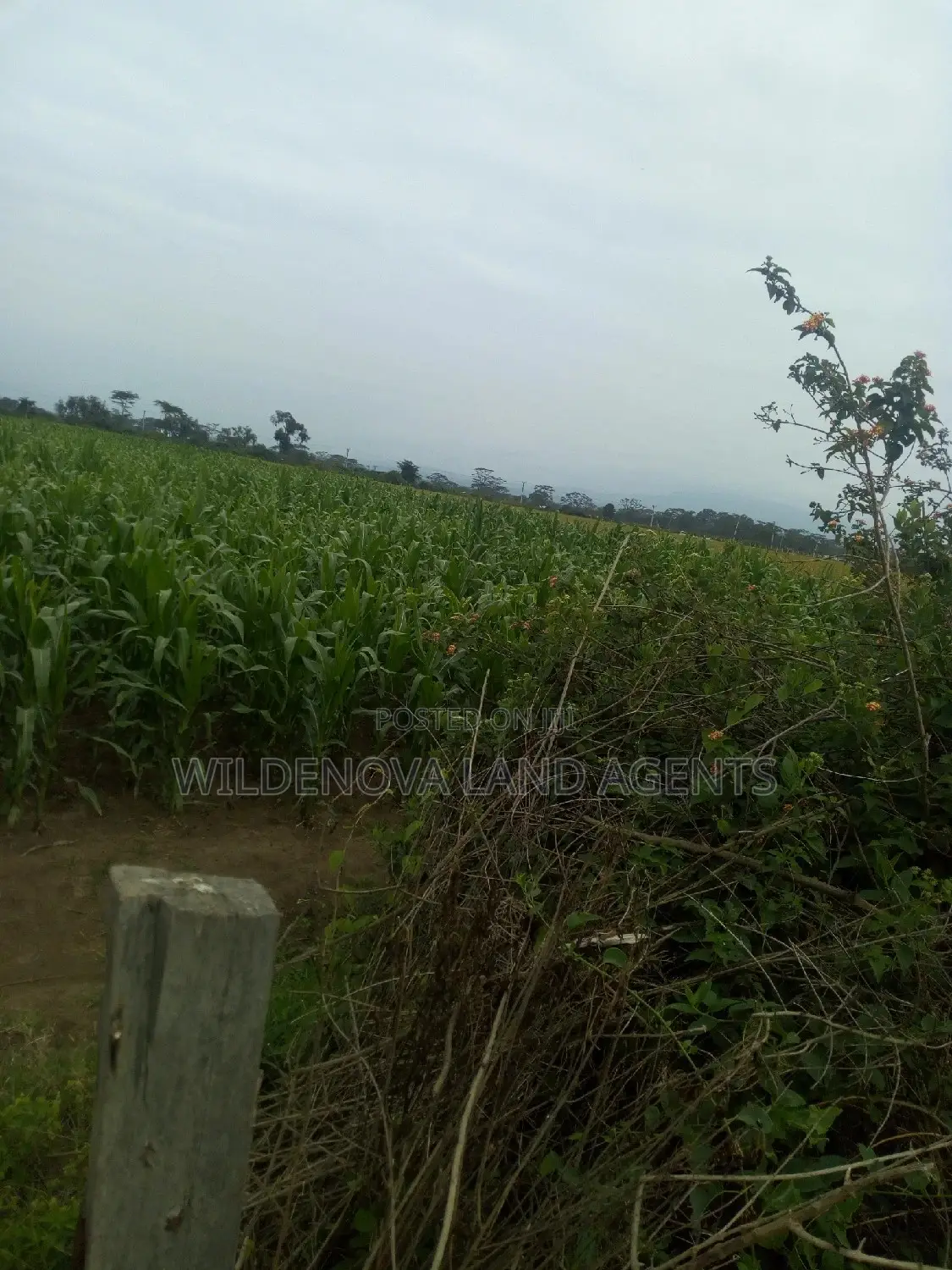 Prime 20-Acre Plot for Sale in Naivasha Town in Naivasha