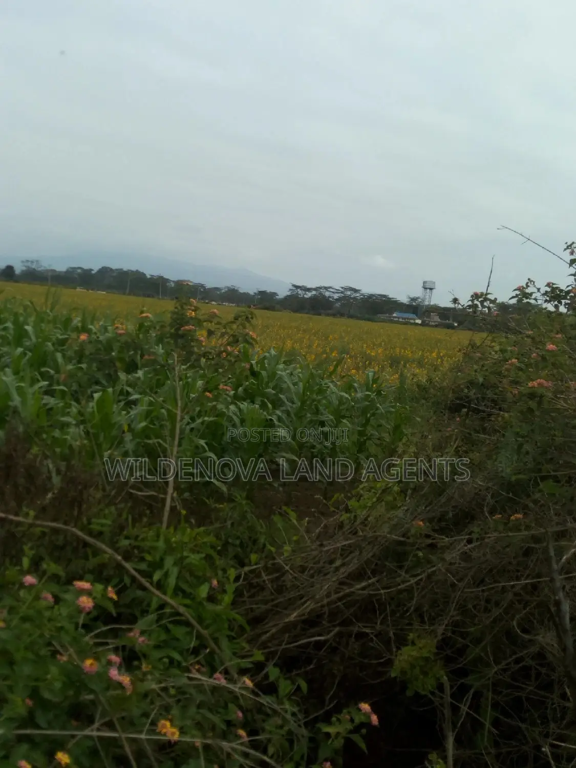 Prime 20-Acre Plot for Sale in Naivasha Town in Naivasha