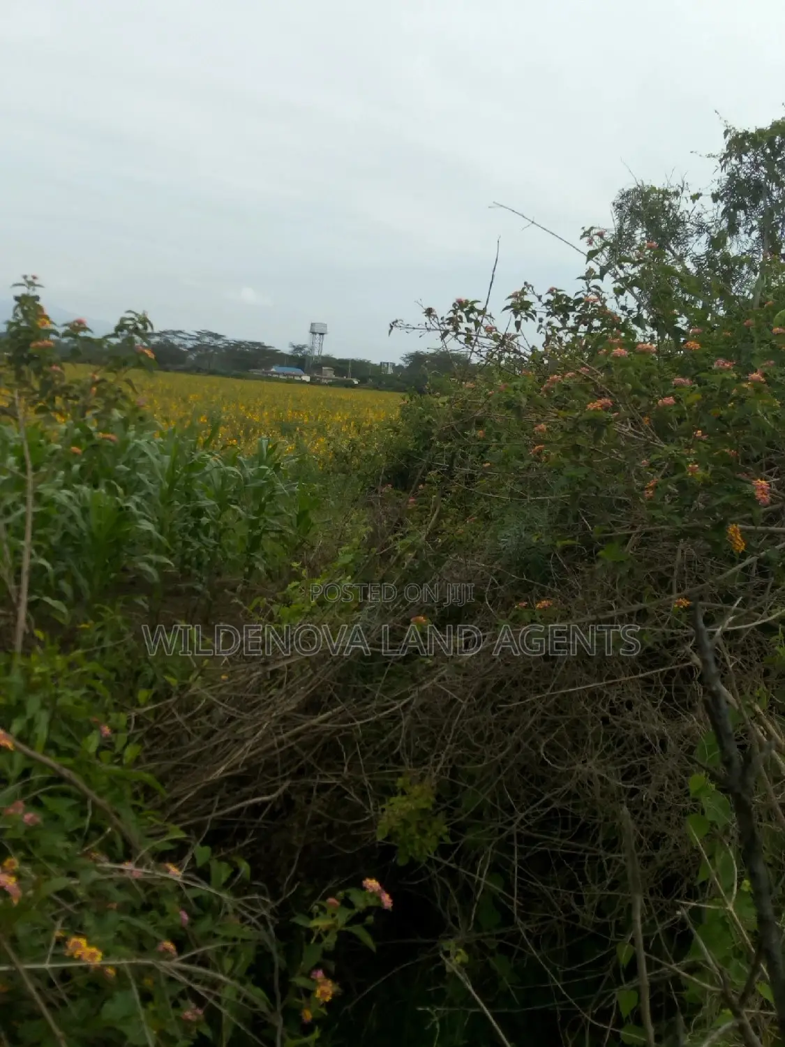 Prime 20-Acre Plot for Sale in Naivasha Town in Naivasha