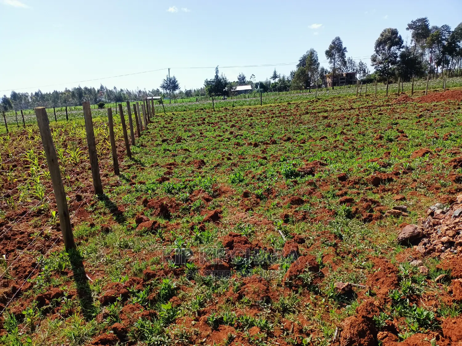Affordable 1/4 Acre Land for Sale in Chepkanga Lelit, Eldoret in Kimumu