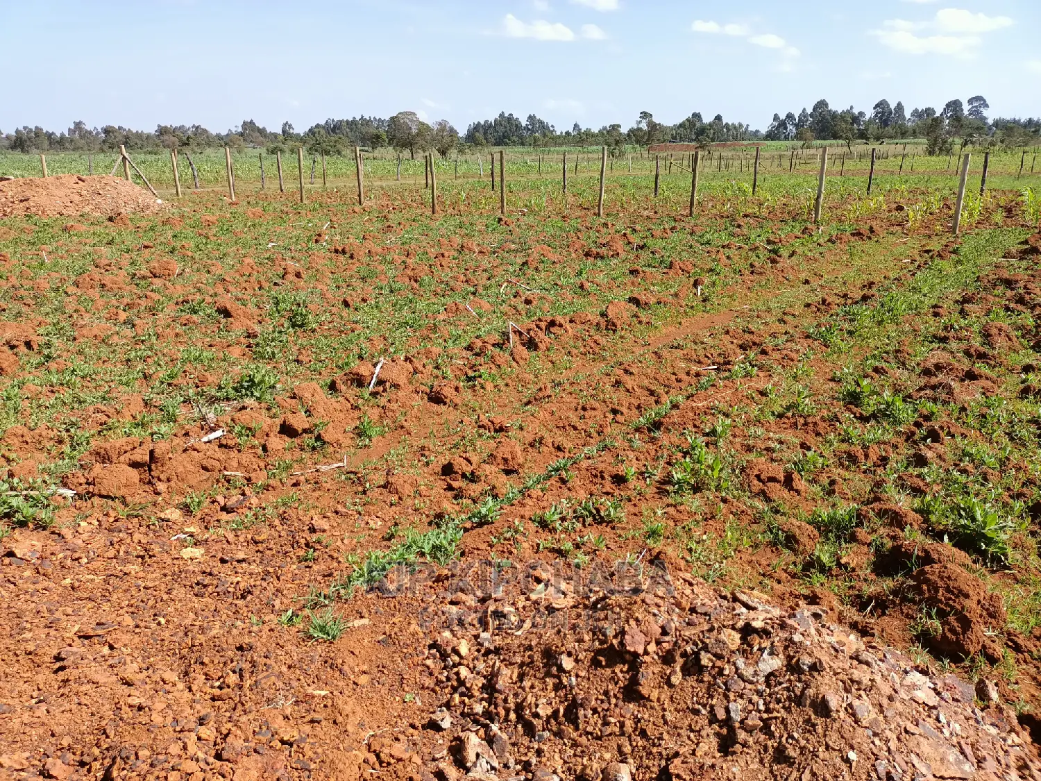 Affordable 1/4 Acre Land for Sale in Chepkanga Lelit, Eldoret in Kimumu