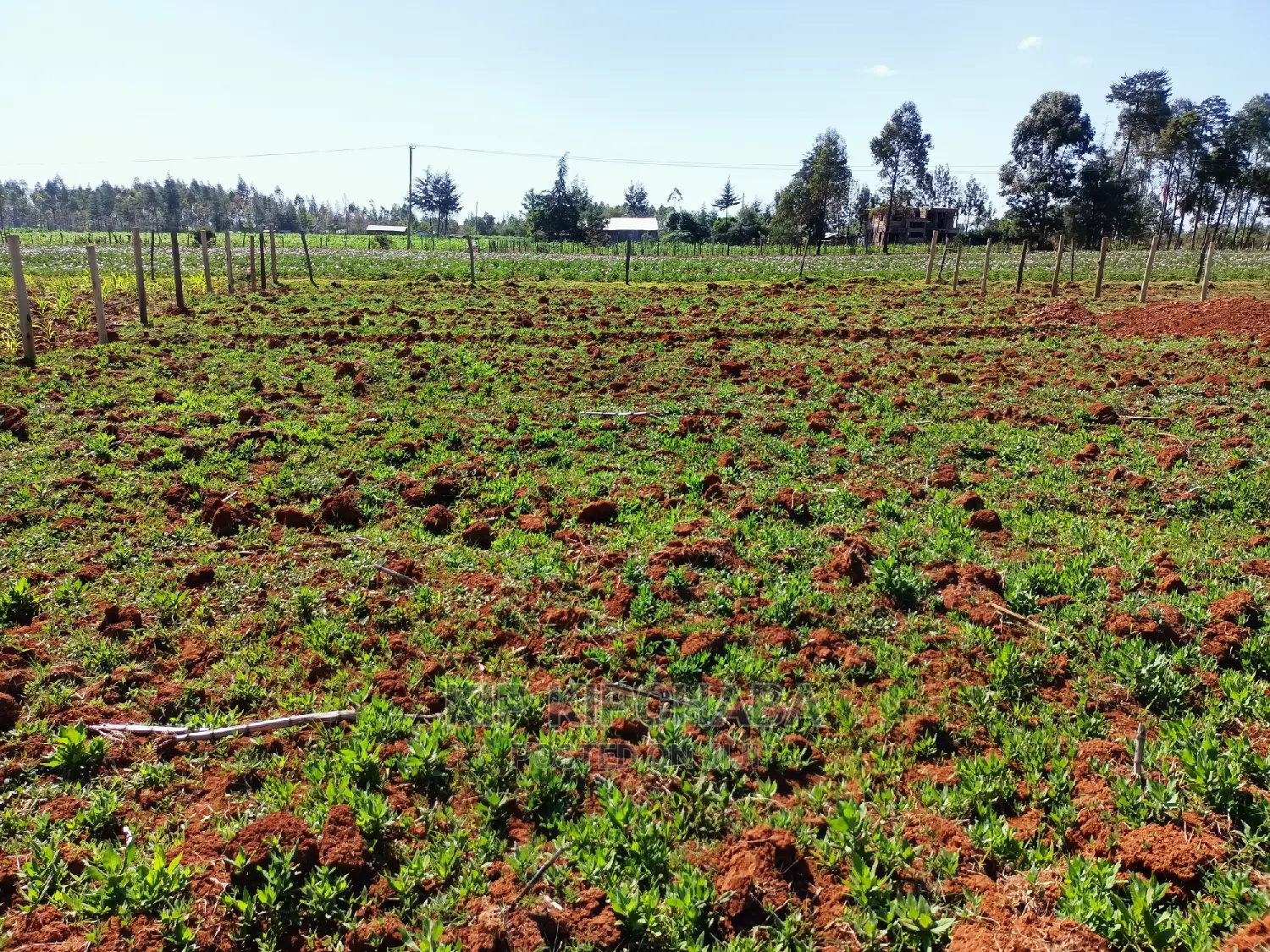 Affordable 1/4 Acre Land for Sale in Chepkanga Lelit, Eldoret in Kimumu