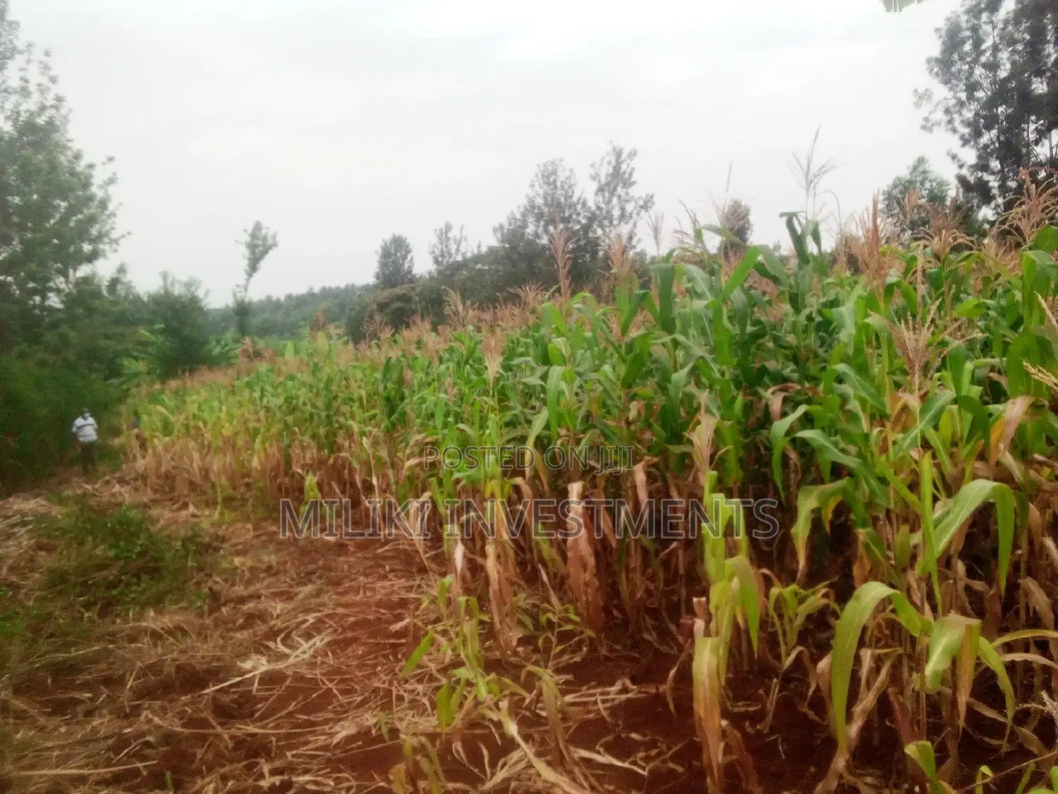 Affordable Acre of Land in Kenol-Kamahuha - For Sale! in Kamahuha