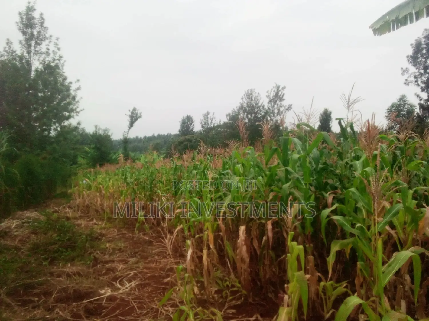 Affordable Acre of Land in Kenol-Kamahuha - For Sale! in Kamahuha