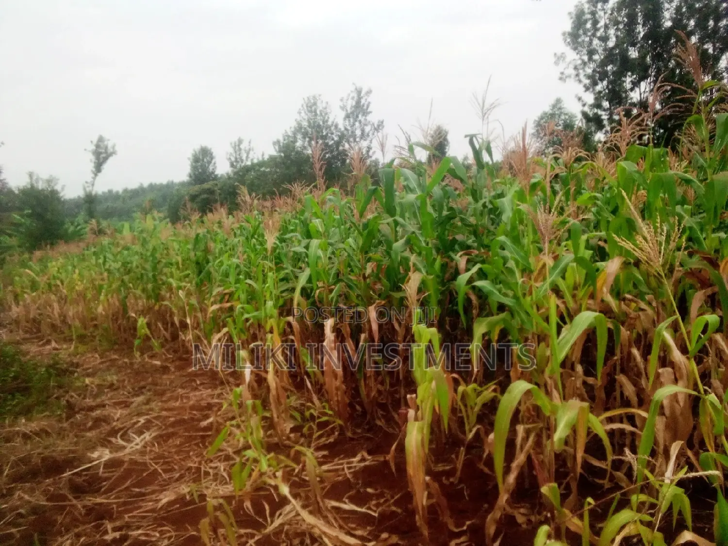 Affordable Acre of Land in Kenol-Kamahuha - For Sale! in Kamahuha