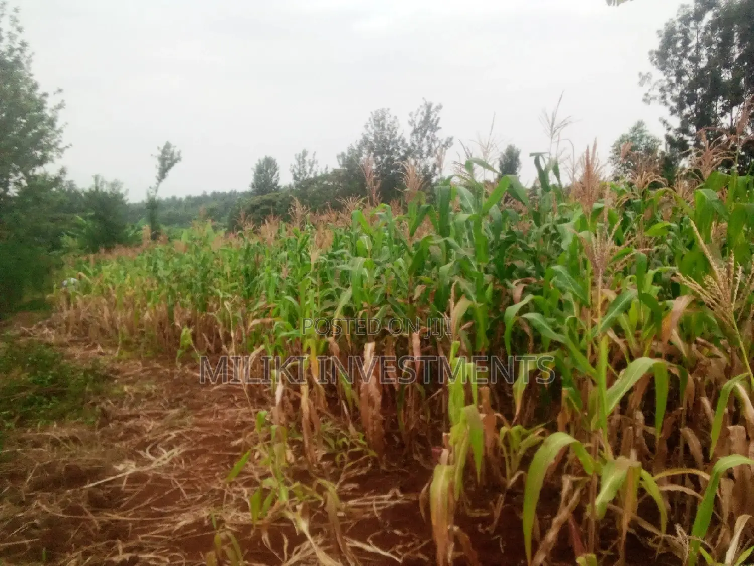 Affordable Acre of Land in Kenol-Kamahuha - For Sale! in Kamahuha
