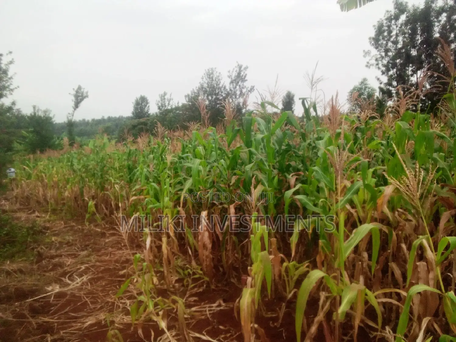 Affordable Acre of Land in Kenol-Kamahuha - For Sale! in Kamahuha