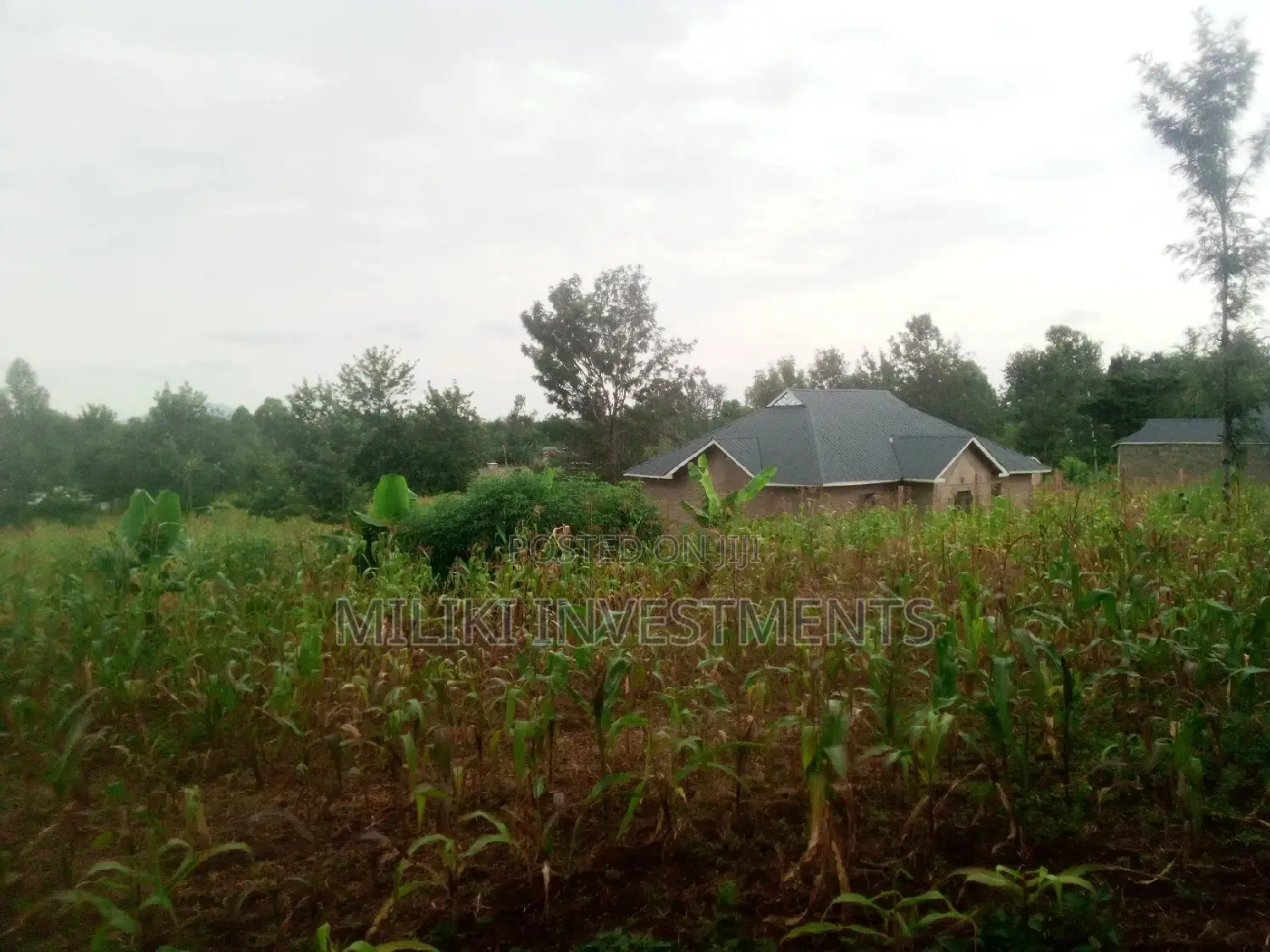 Methi's Half-Acre Land for Purchase in Kimorori/Wempa
