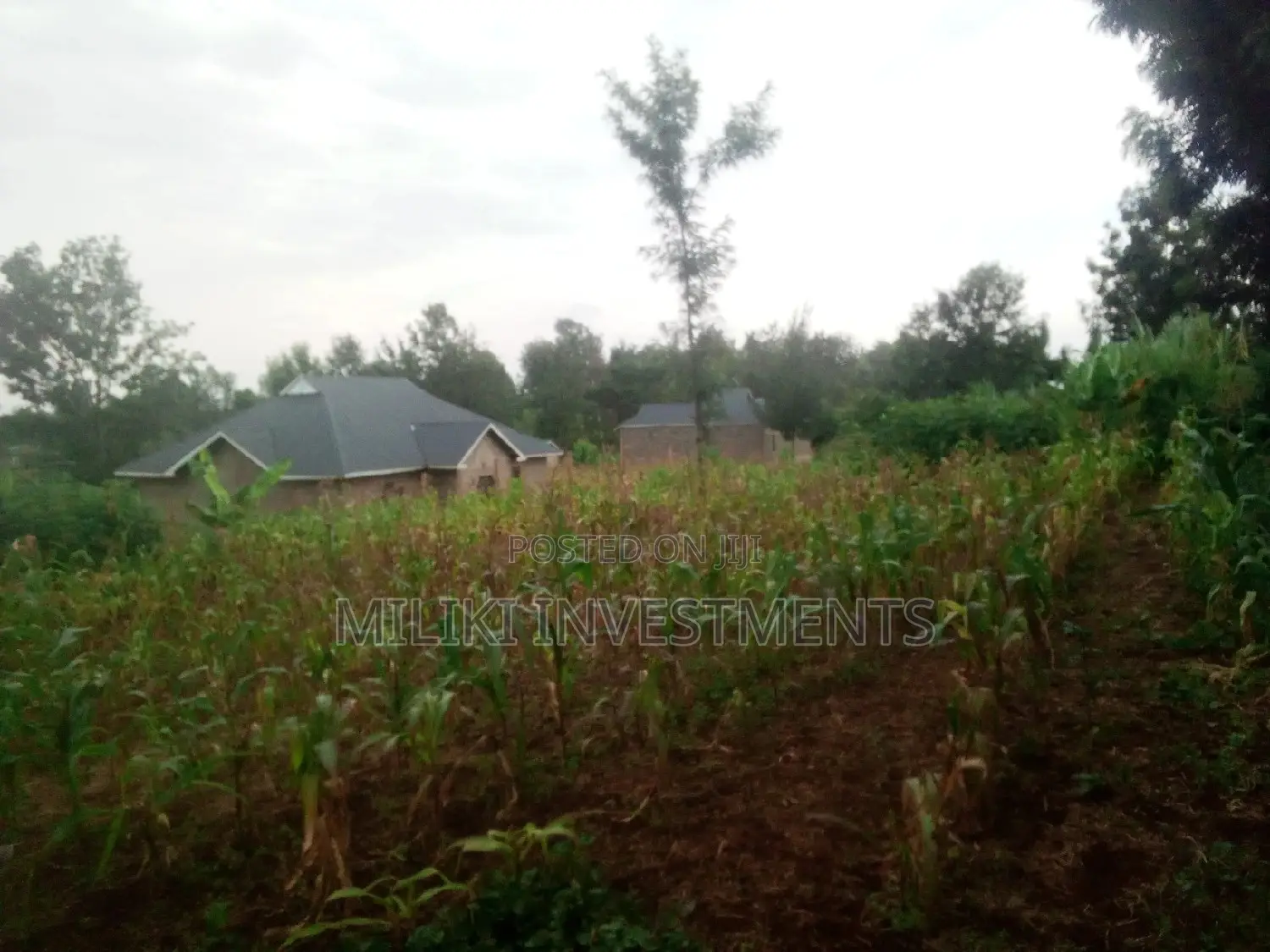 Methi's Half-Acre Land for Purchase in Kimorori/Wempa