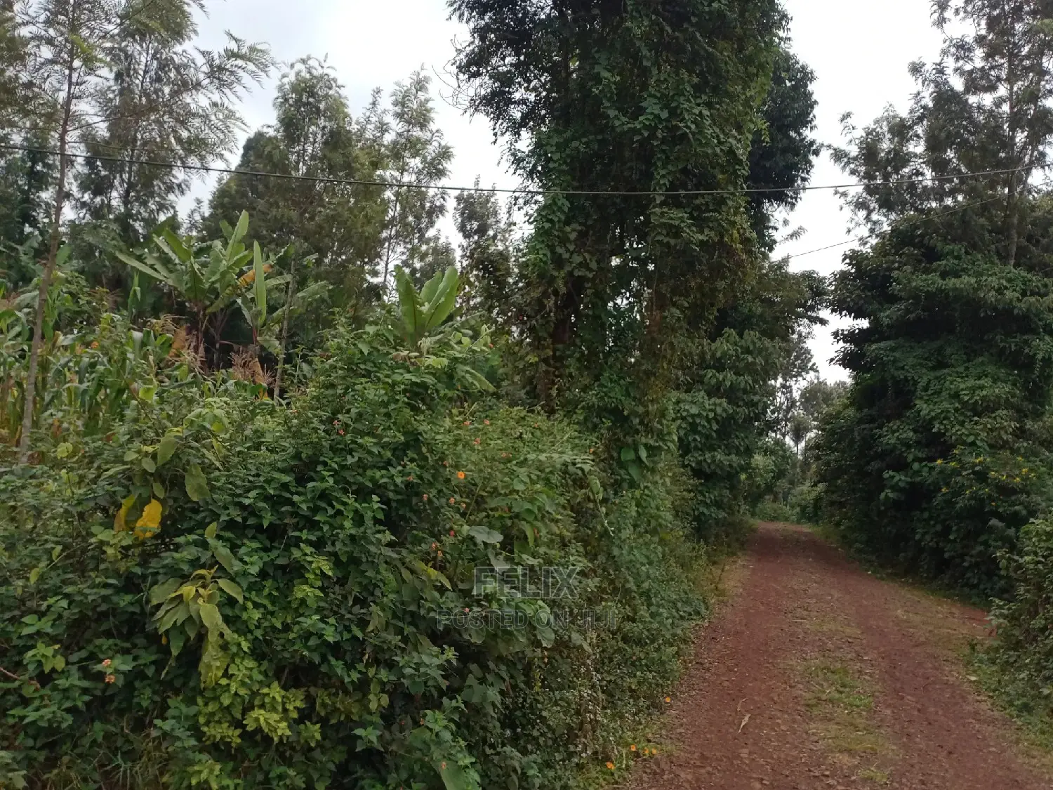 1/4 Plot on Sale in Kianjogu Karatina in Karatina Town