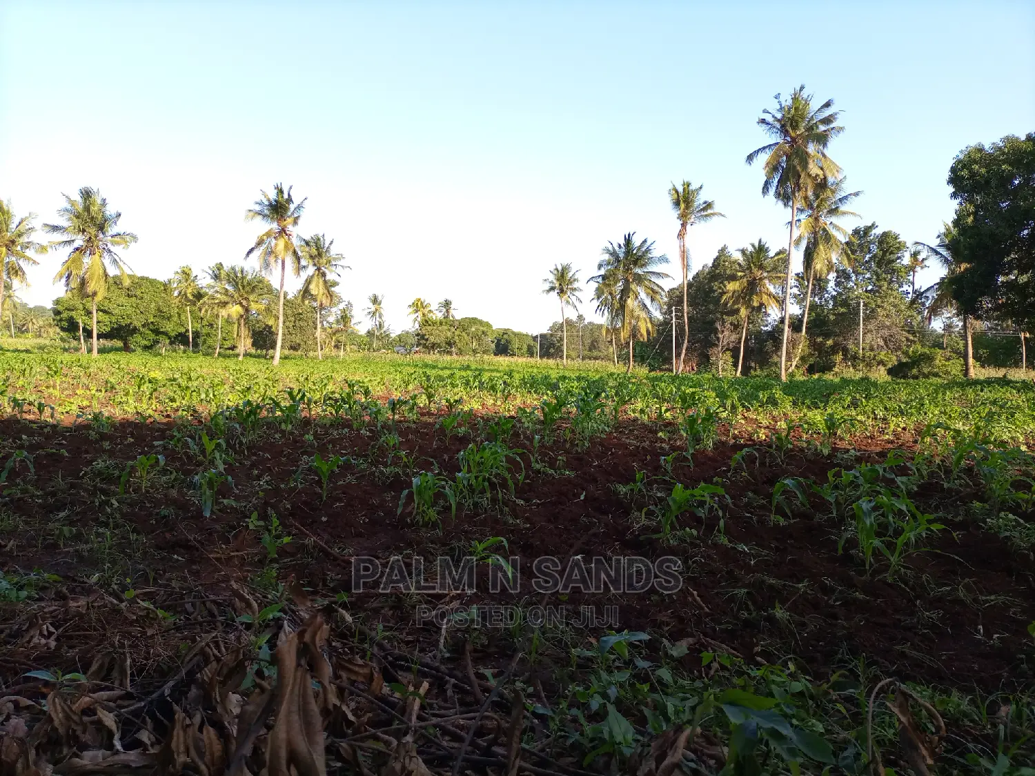 30 Acres Farmland - Ideal for Agriculture in Dzombo