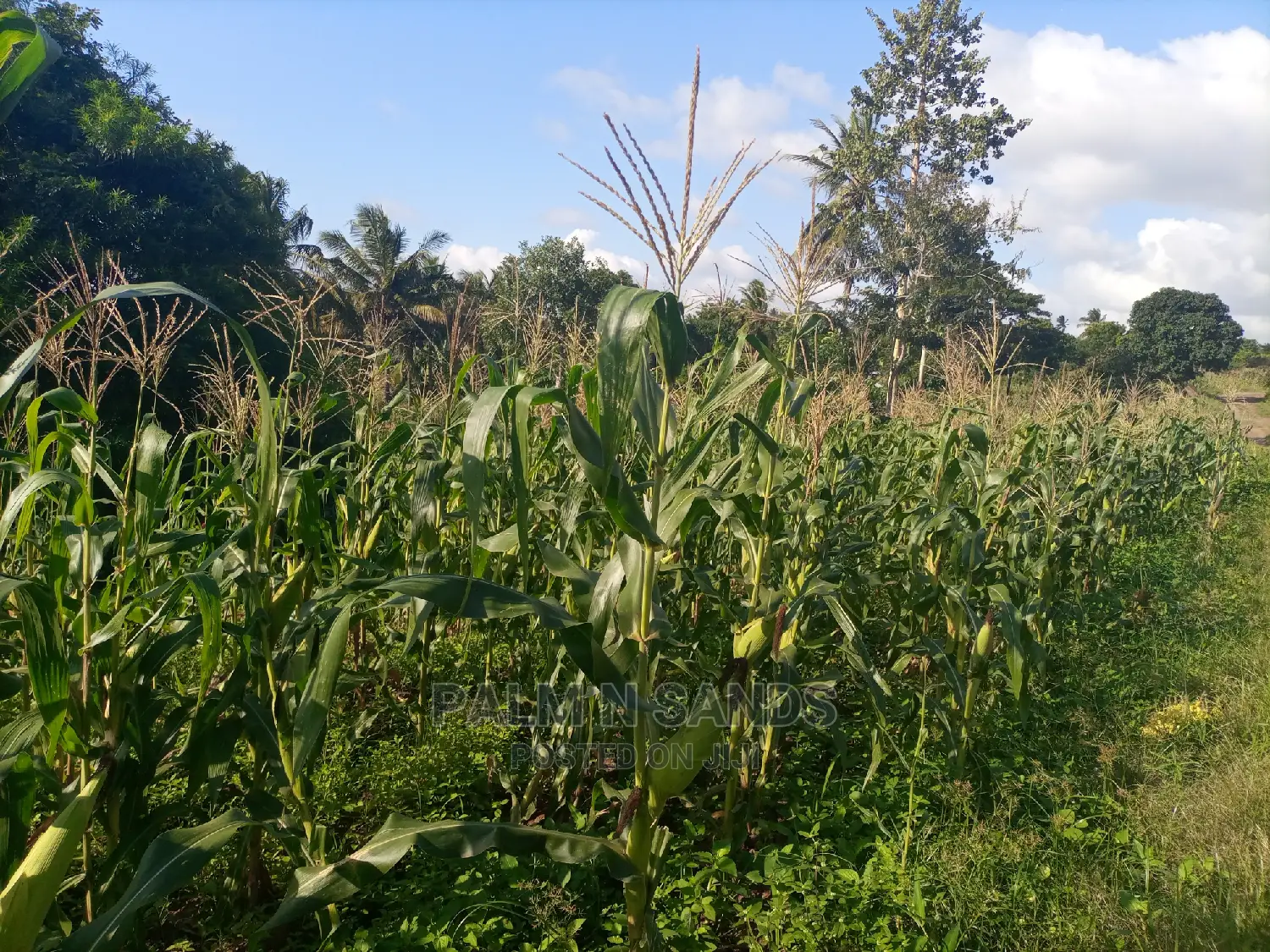 30 Acres Farmland - Ideal for Agriculture in Dzombo