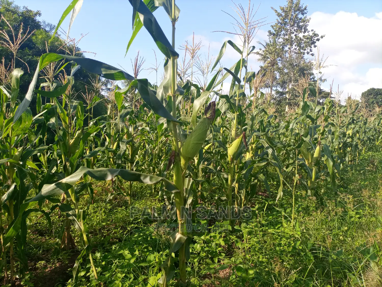 30 Acres Farmland - Ideal for Agriculture in Dzombo