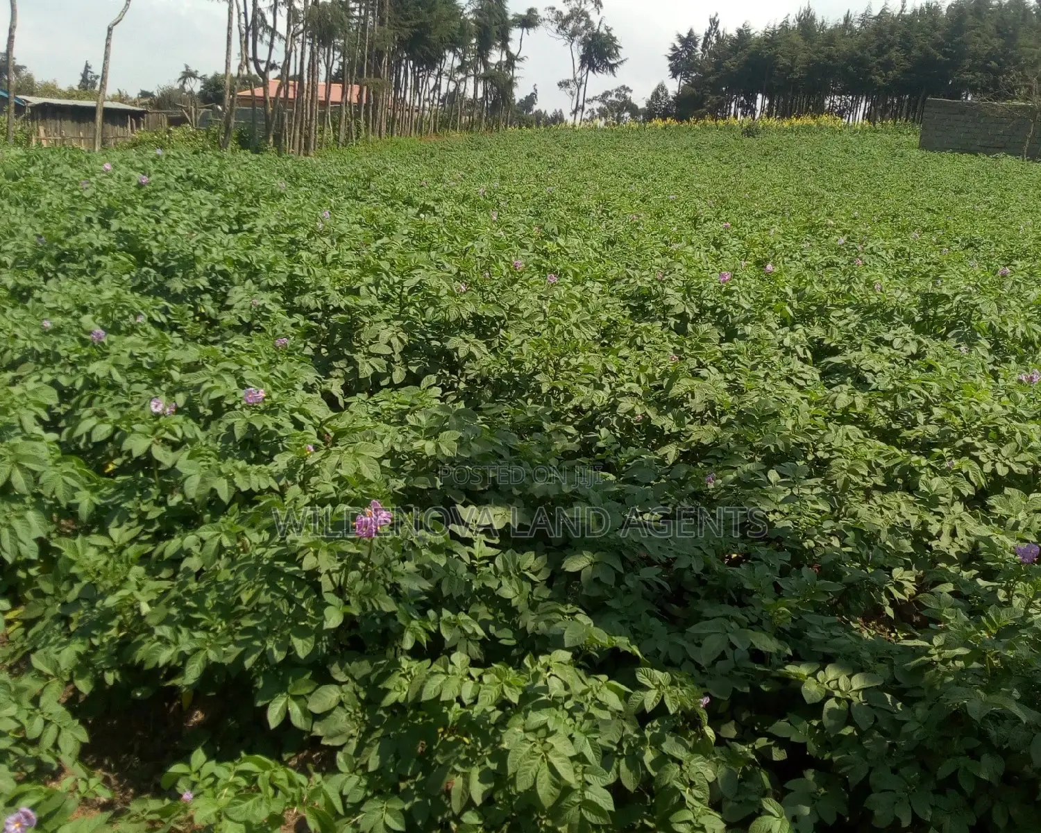 1 Acre Land in Naivasha View Point: Now for Sale in Naivasha