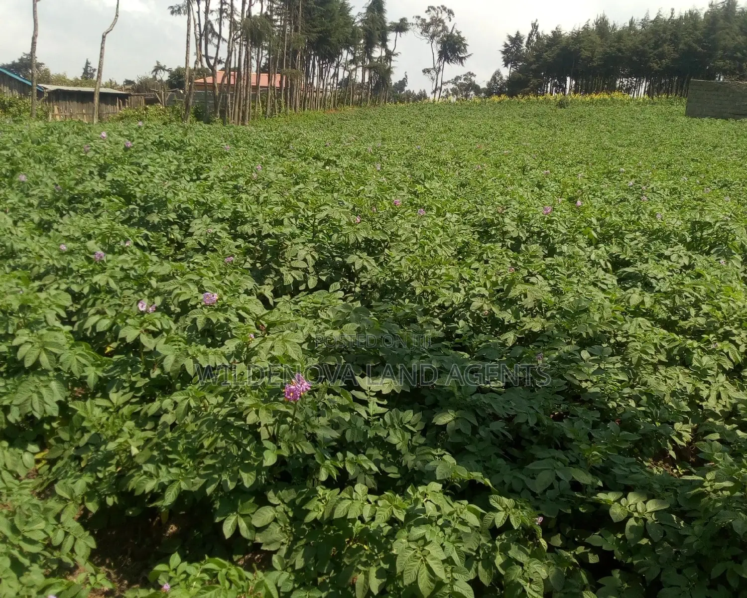 1 Acre Land in Naivasha View Point: Now for Sale in Naivasha