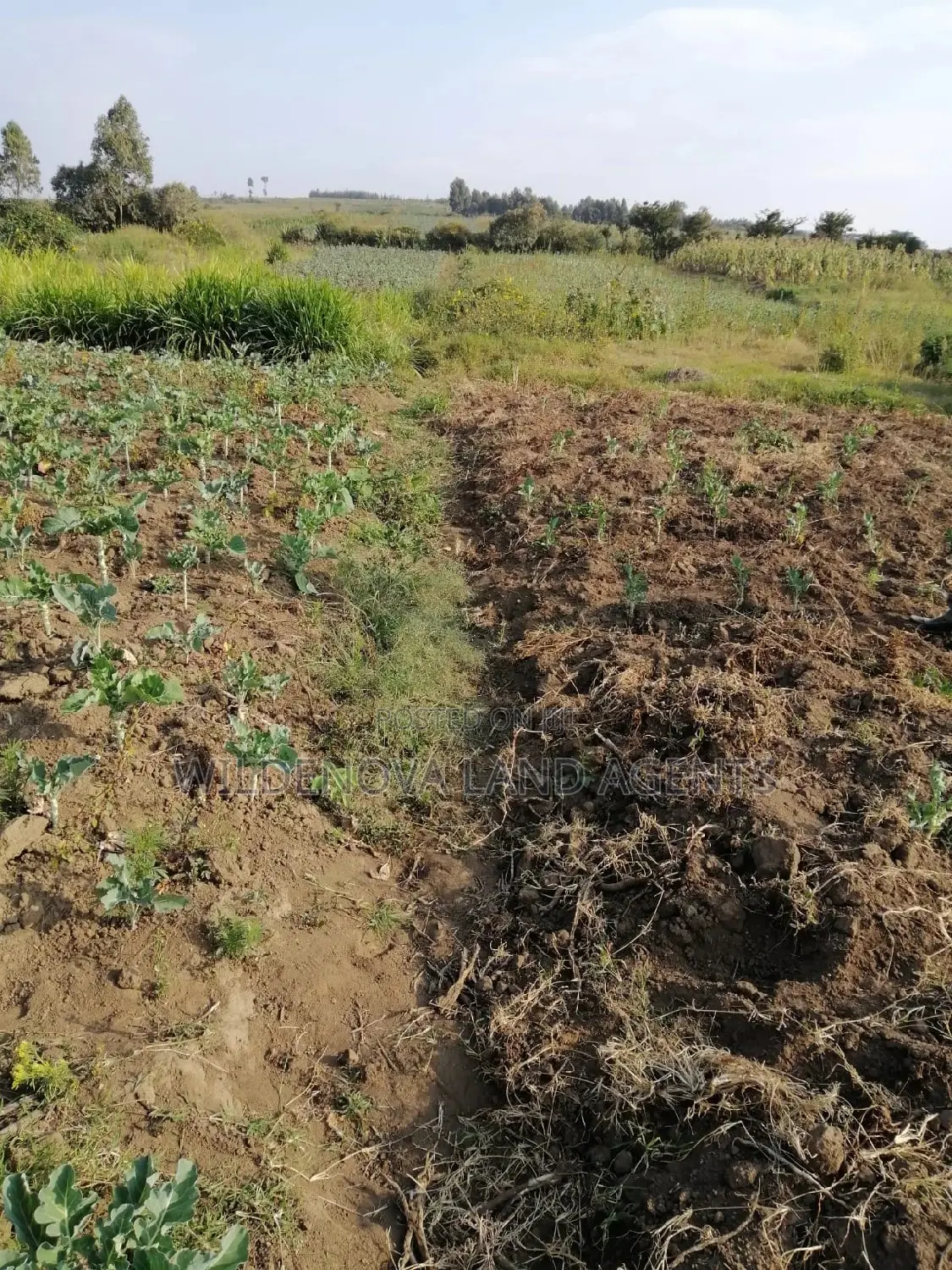 Invest in Naivasha Land: Your Gateway to a Brighter Future! in Naivasha
