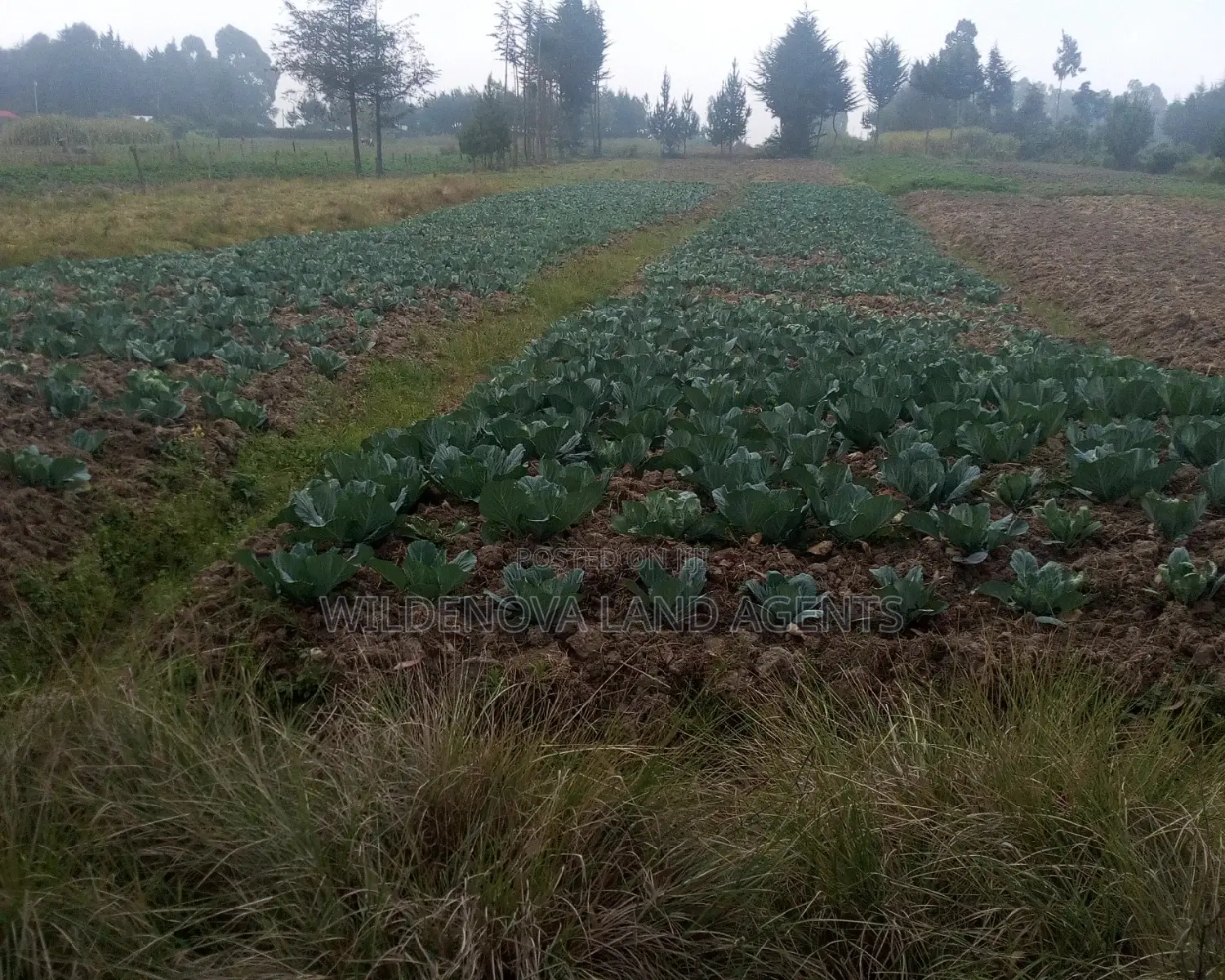 2 Acres of Land in Nyakio Kinangop: Ideal for Investment in Magumu