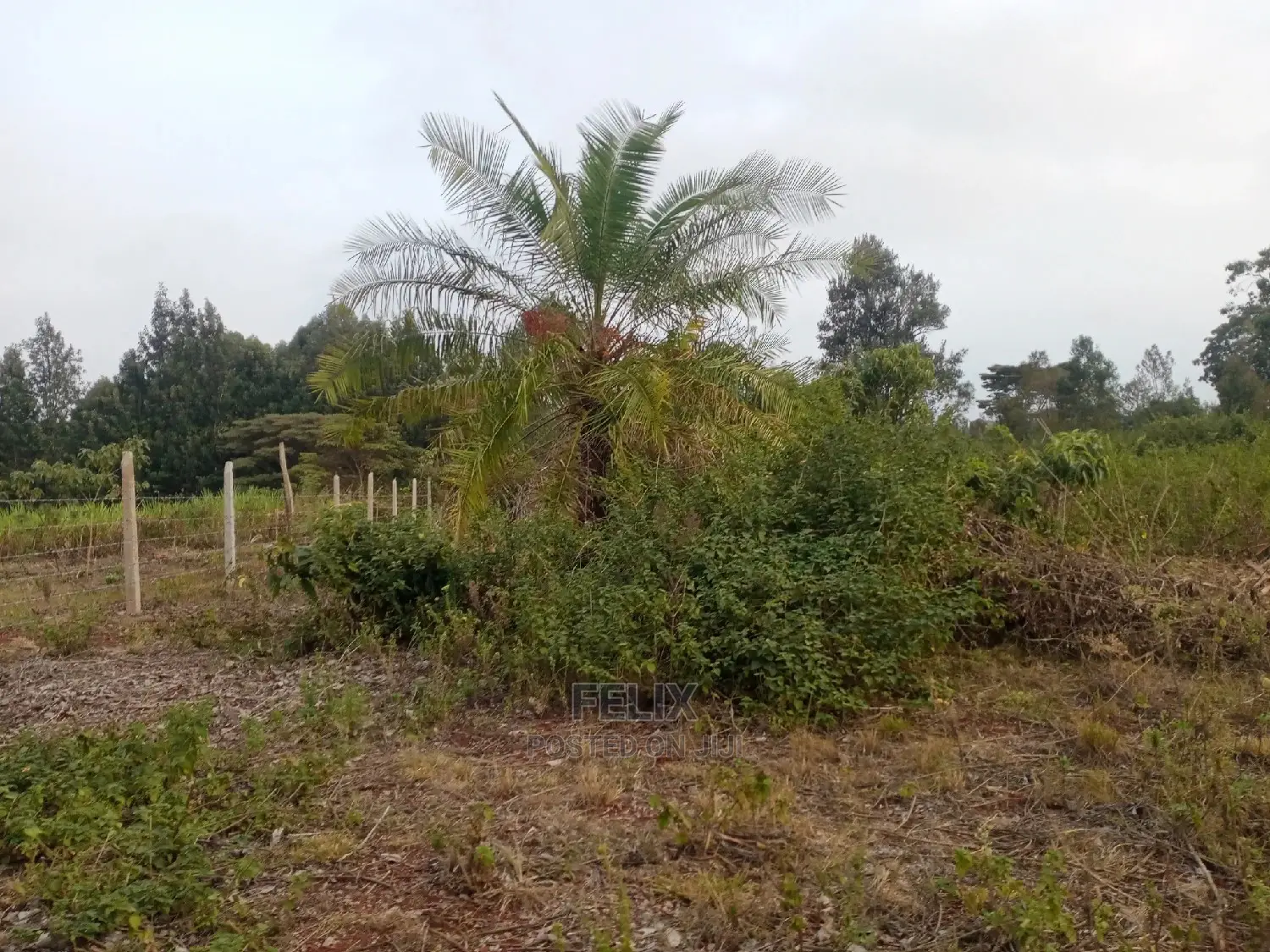 Plots on Sale Ndurutu/Kericho in Kiganjo