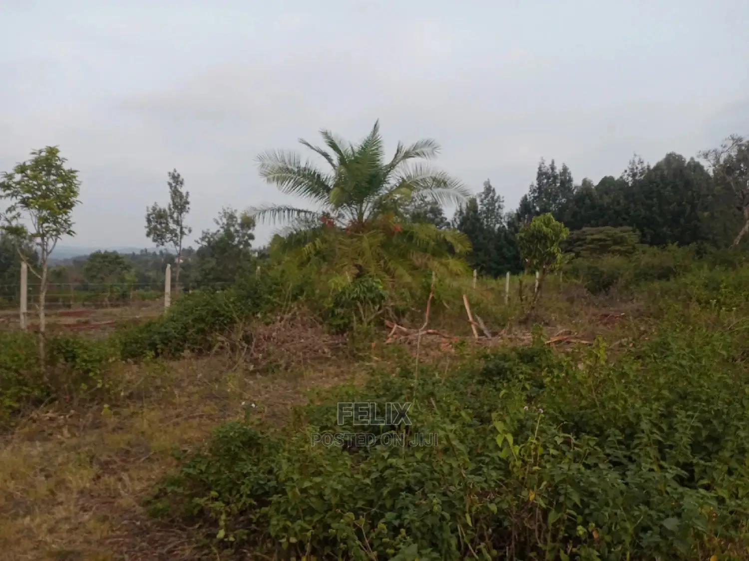 Plots on Sale Ndurutu/Kericho in Kiganjo