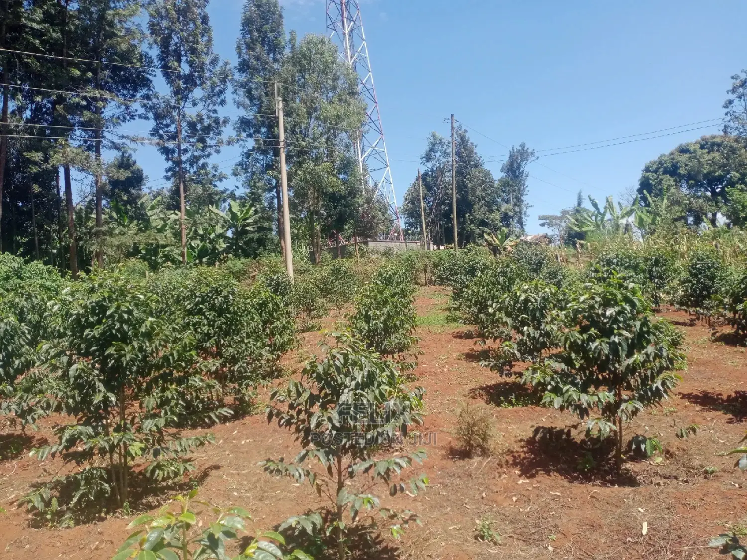 Karatina Mwanda Quarter Plot in Karatina Town