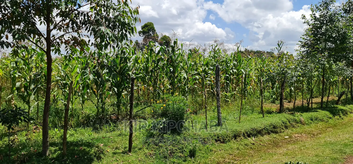 Plots Available: Illula After Kapsoya, Eldoret in Illula