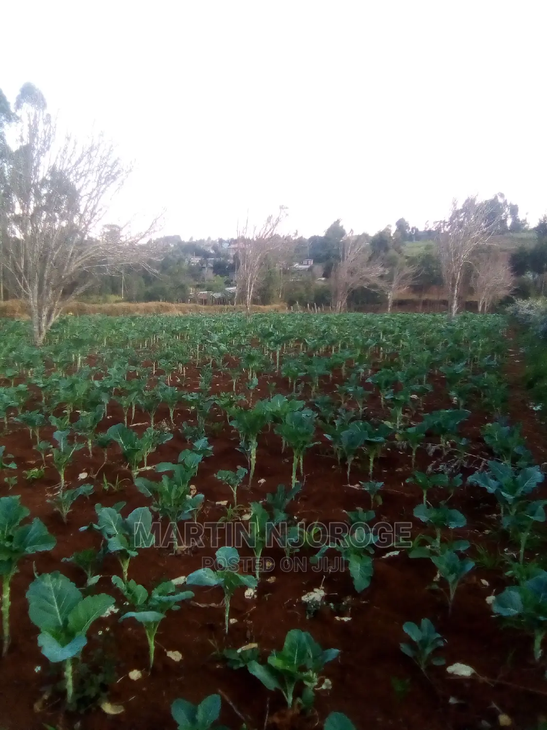 50 by 100 Murengeti, Limuru in Limuru CBD